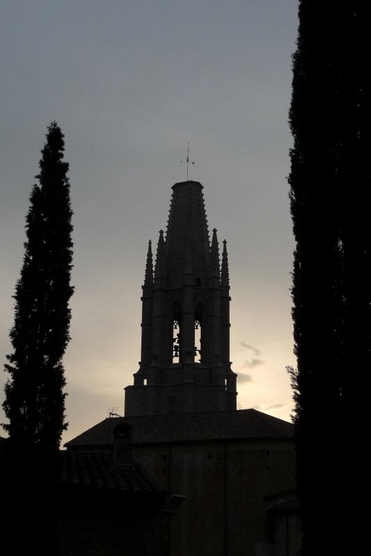 atardecer entre cipreses