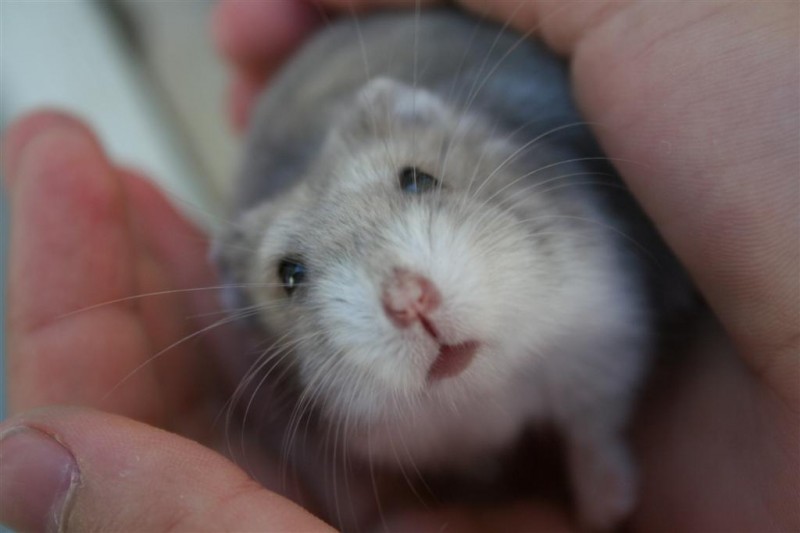 hamster