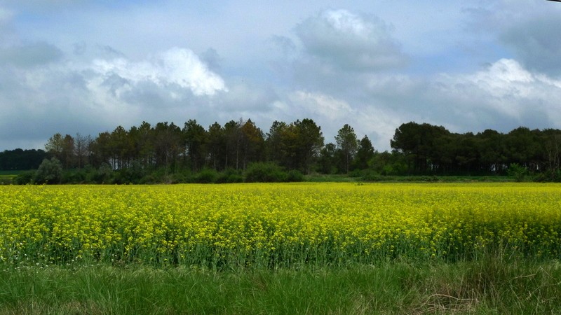 campos de soja