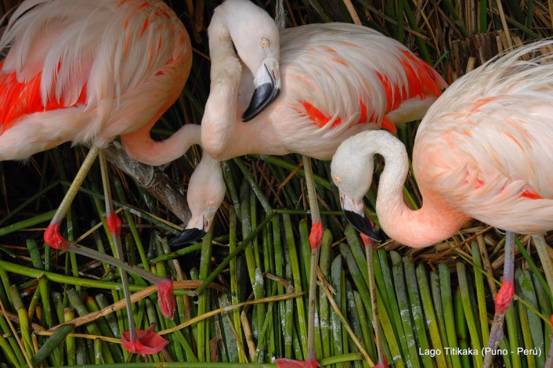 Flamencos rosa