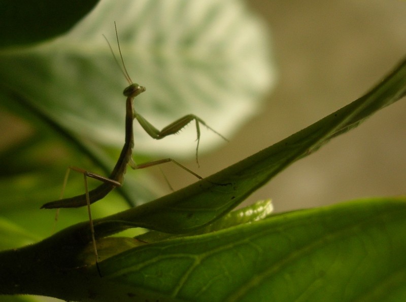 Mantis