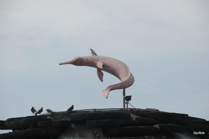 Al delfin rosado
