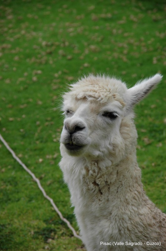 Llama