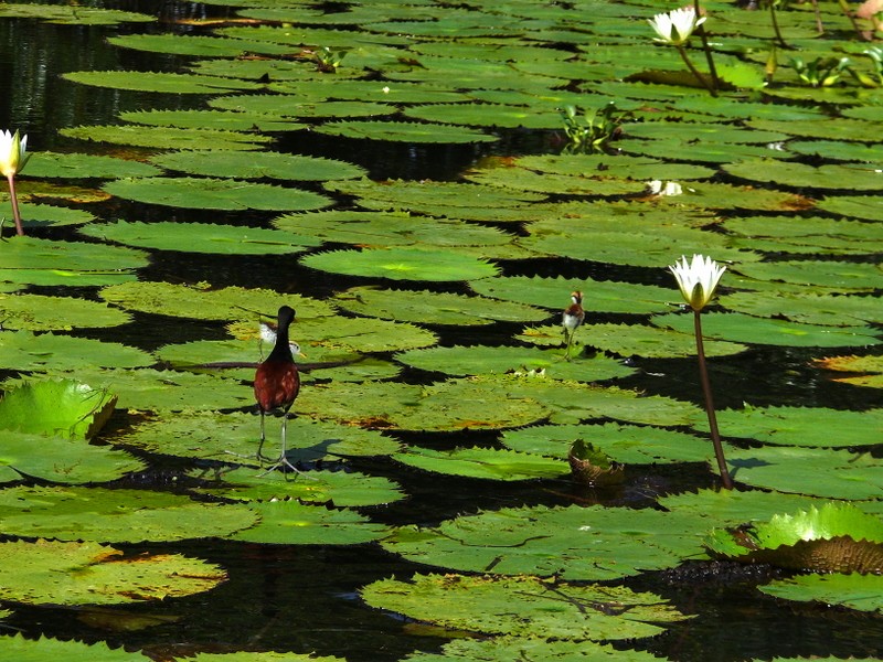 riqueza del biotopo