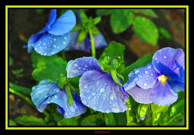 Flores violetas en Chalottenburg