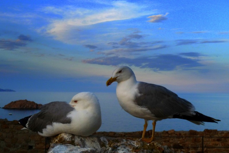 pareja