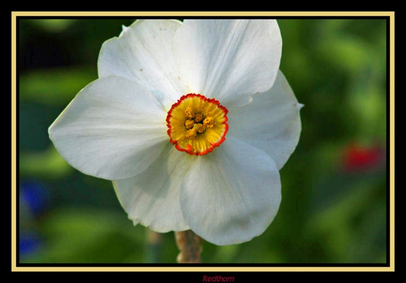 Flor blanco-amarilla