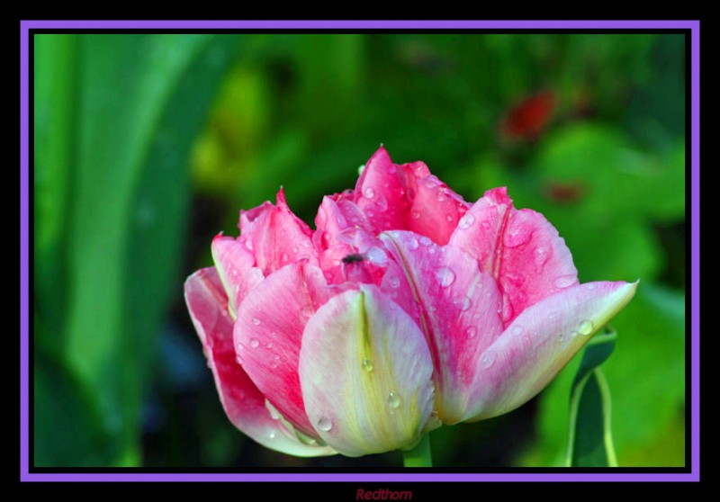 Flor rosa abriendo con insecto incluido