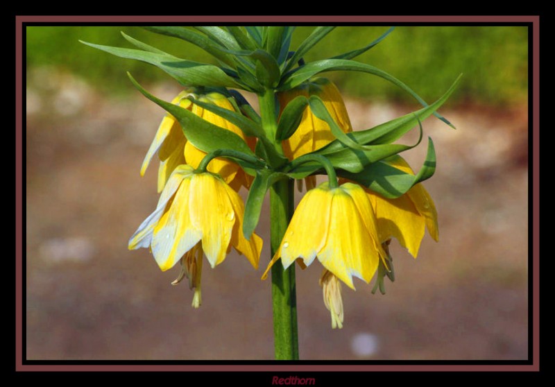 Pendientes de la reina en amarillo