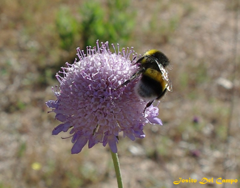 Abeja sobre flor