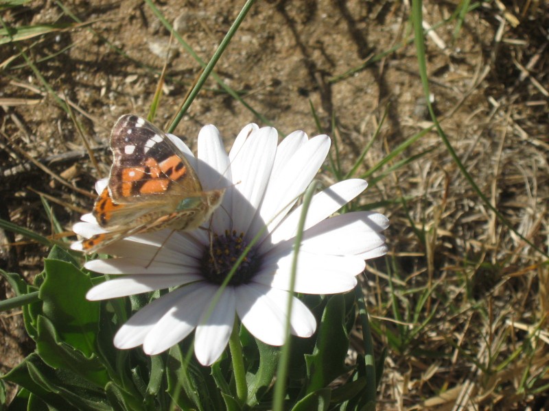 la mariposa y la flor