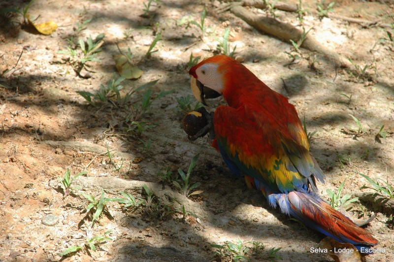 Guacamayo