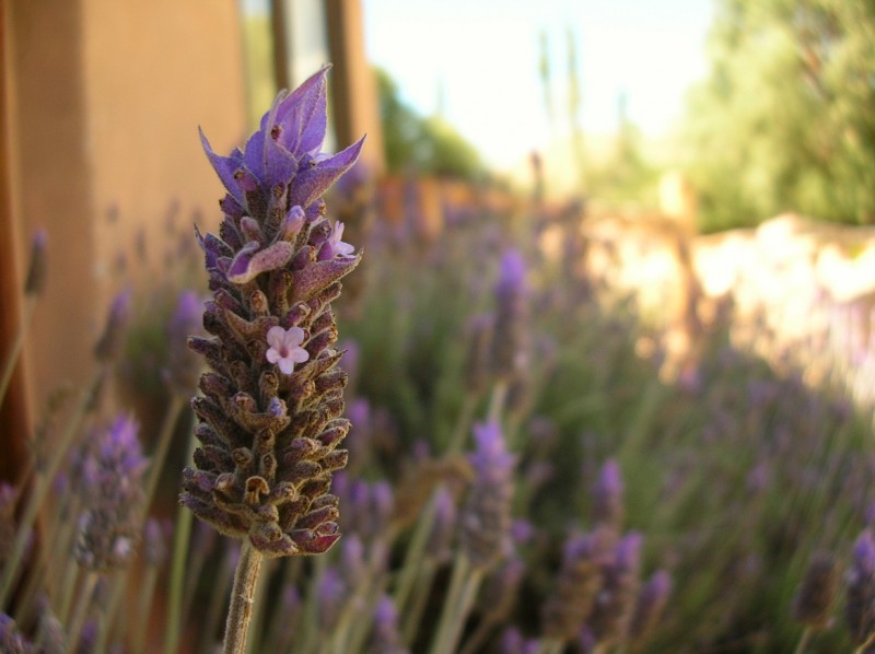 Lavanda de T ilcara