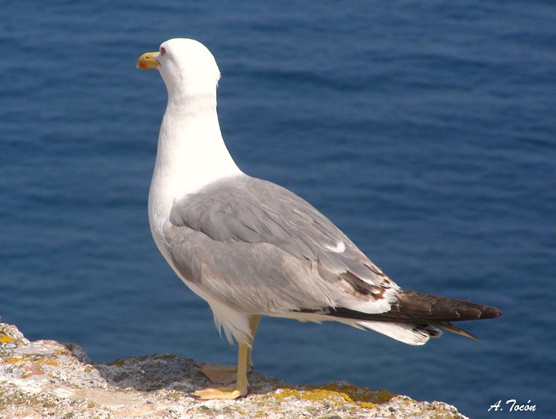 Gaviota-0