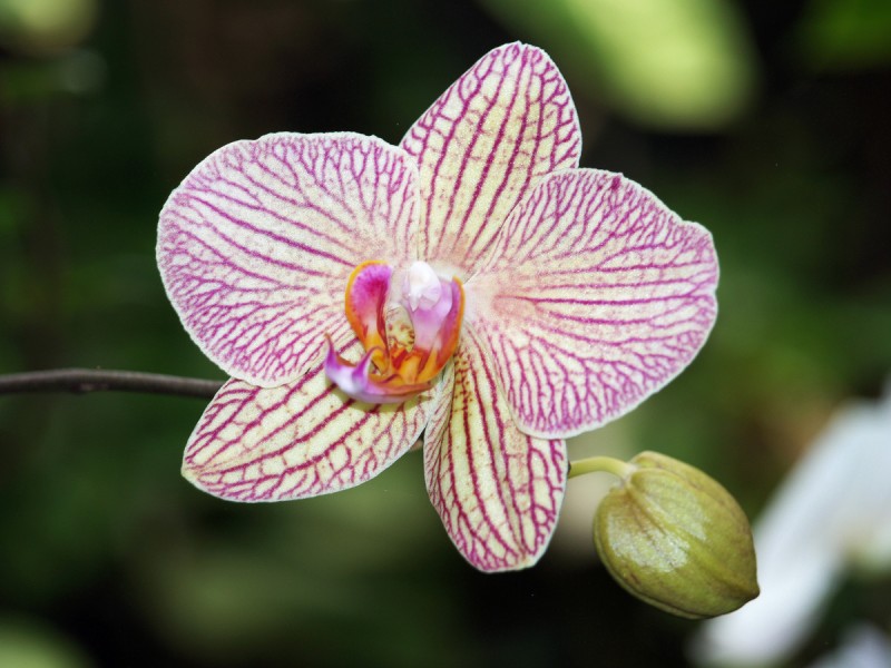 Orquidea para Marcela