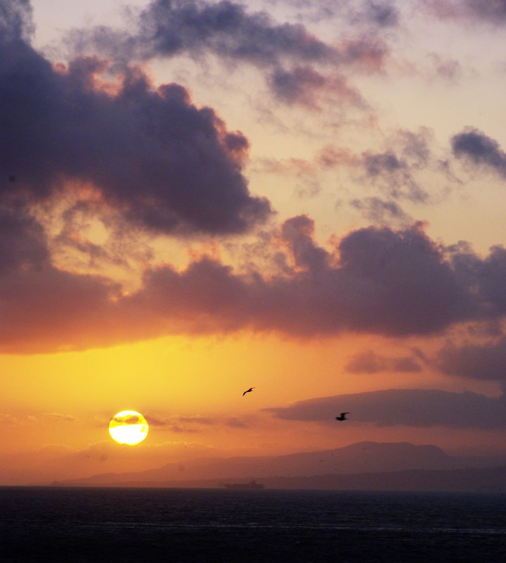 gaviotas