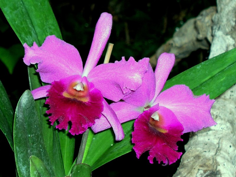 Orqudea 09