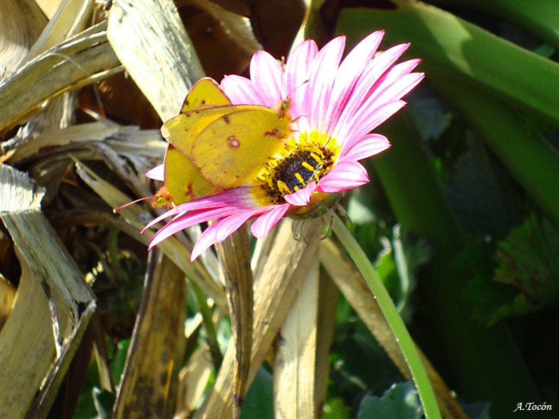 Mariposas