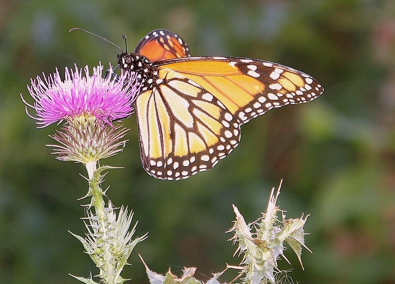 Mariposa-cardo