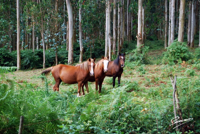 caballos posando