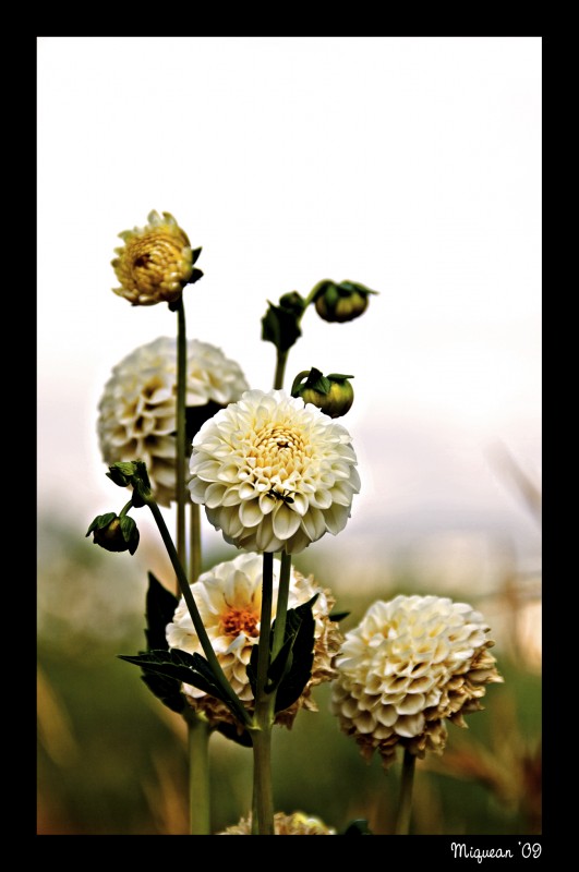 Flor de junio