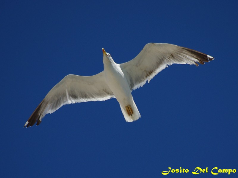 Abre las alas...y echa a volar