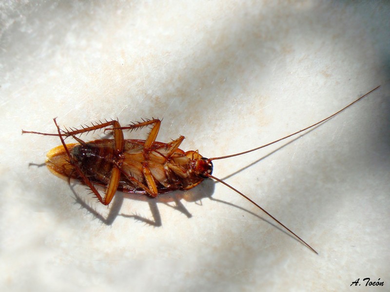 Cucaracha