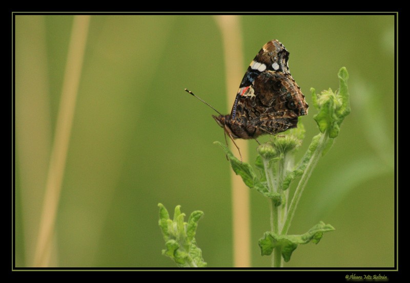 Vanessa atalanta