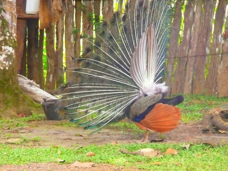 Plumaje en perfil