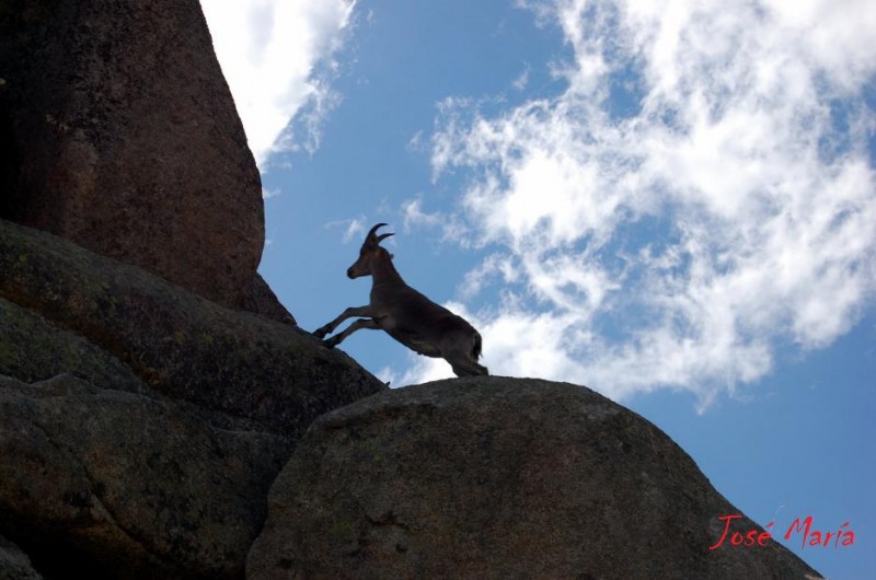 La cabra tira al monte