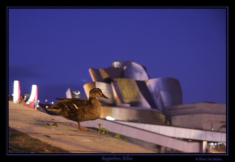 Guggenheim