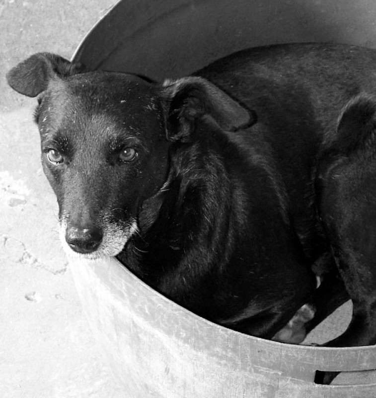 de siestas perrunas...