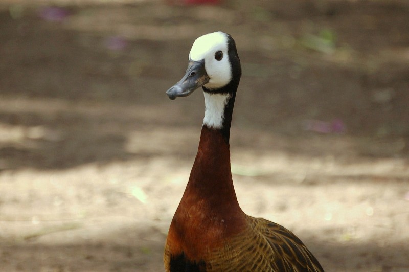 Pato Cara Blanca