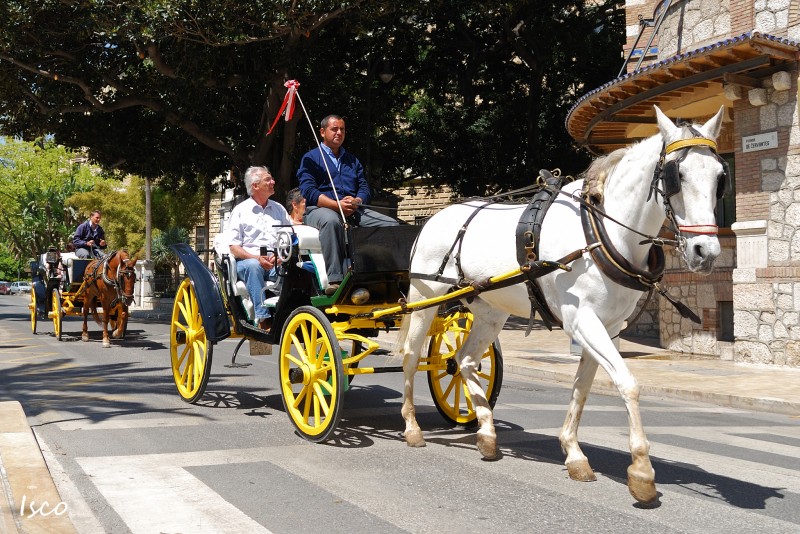 Coches de caballos