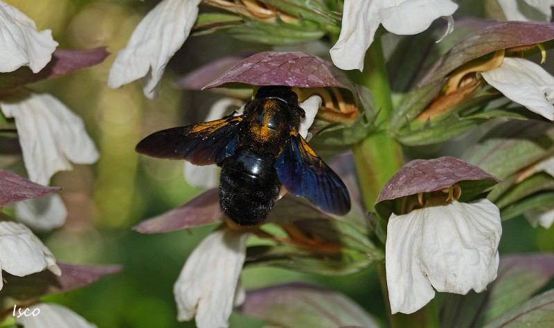 Abejorro negro