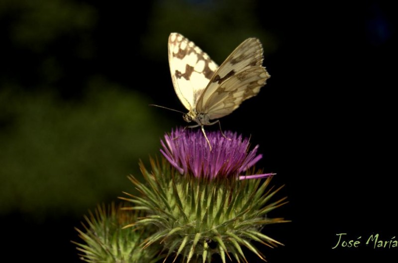 Mariposa sobre lor