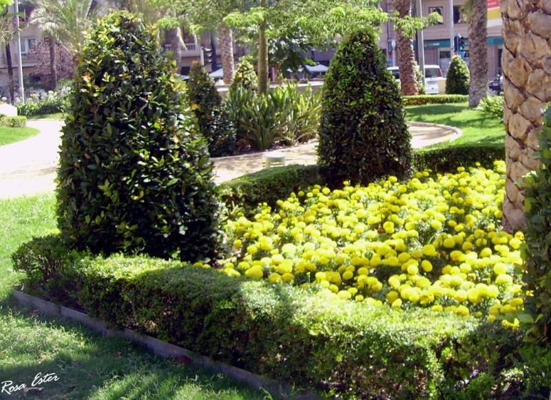 Flores en Luceros