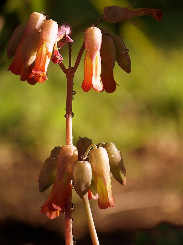 Una ms de flores...