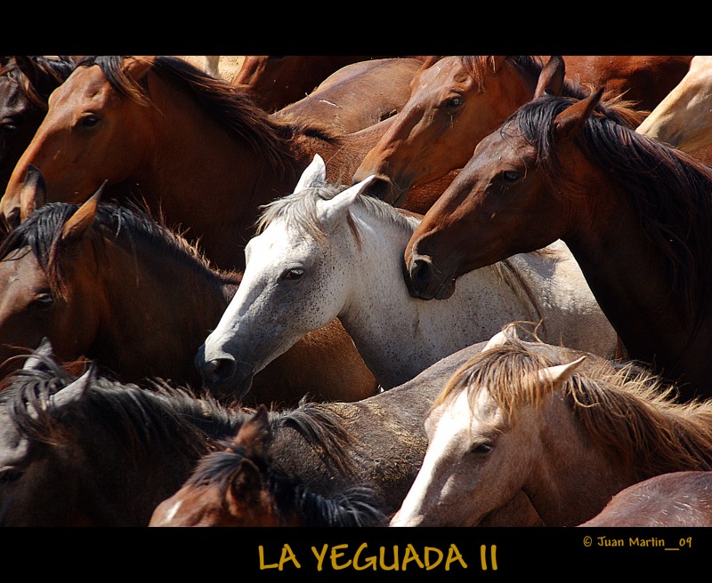 LA YEGUADA II