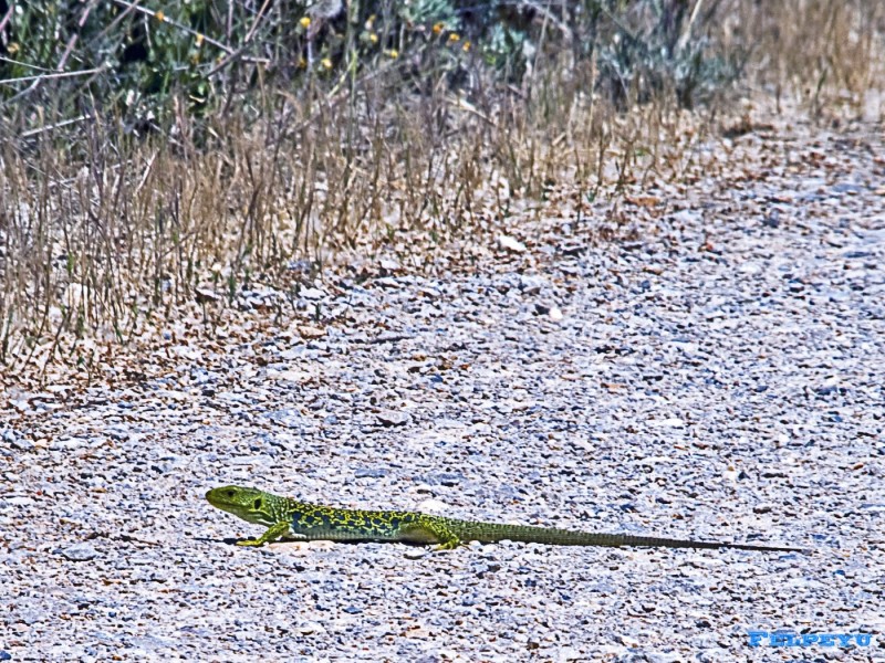 Lagarto meduliano