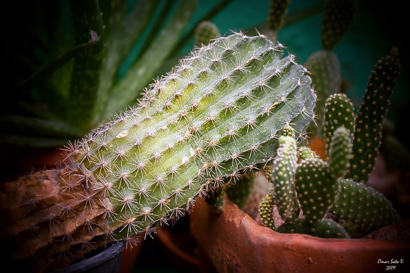 plantas deserticas