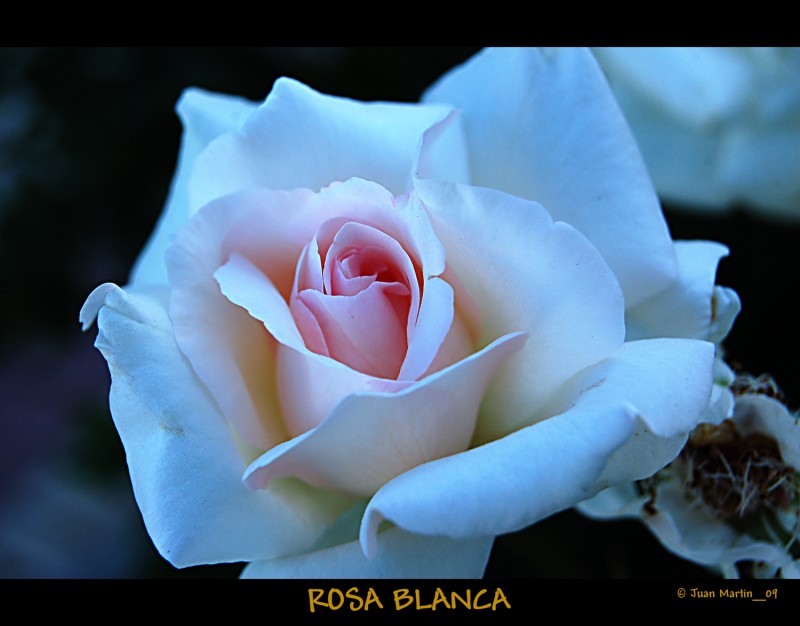 ROSA BLANCA