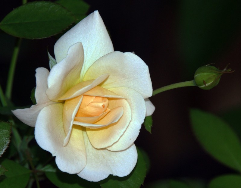 Mi rosa