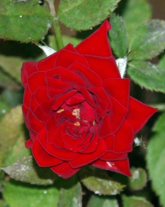 Mi rosa roja