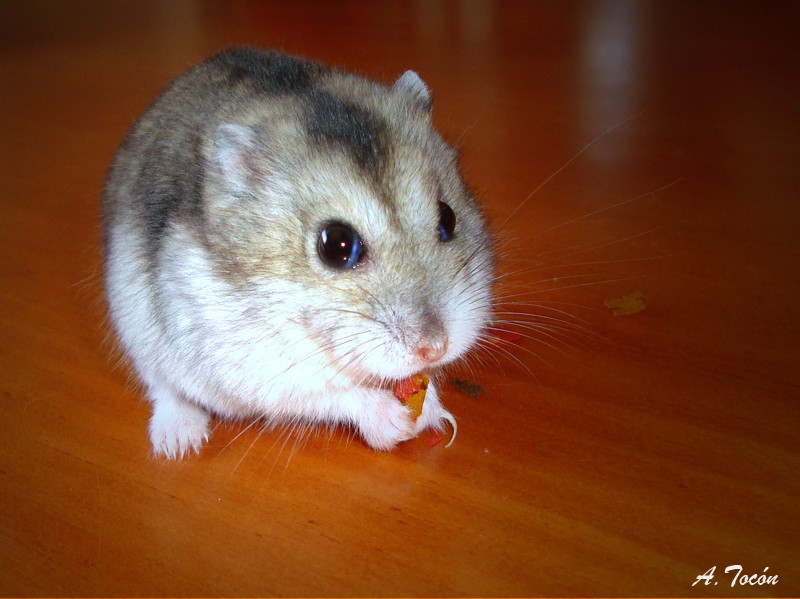 Hamster