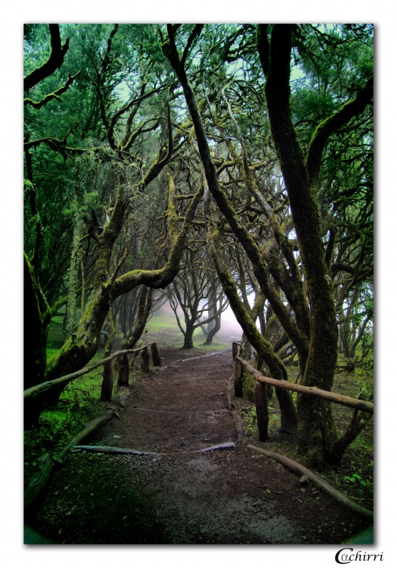 el bosque de laurisilva (dedicada a nuestra amiga menchu