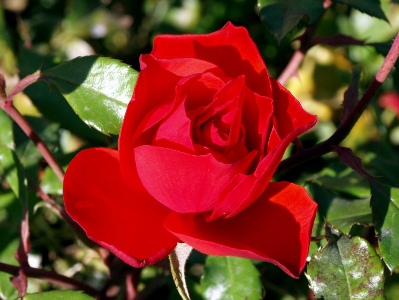 Rosas rojas 02