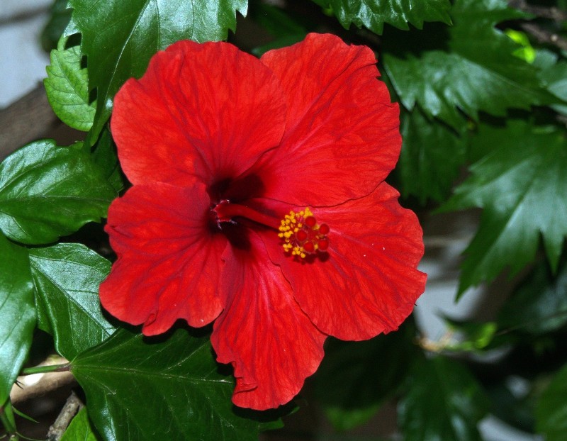 Otro hibiscus rojo