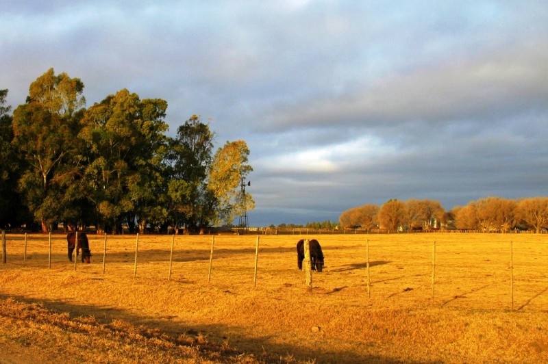 INVIERNO EN EL CAMPO