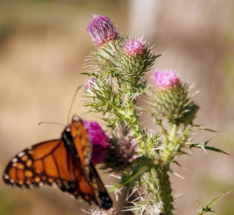 Mariposa, Cardo y viento de Julio